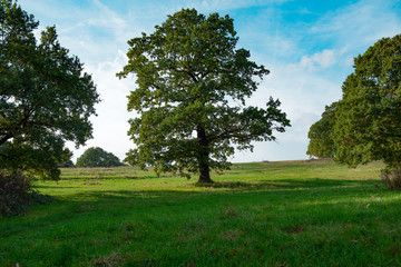 Fototapeta na wymiar Beautiful tree stands alone in hill meadow