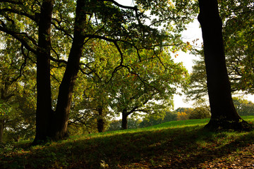 Fototapeta premium Autumn forest in London