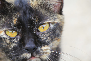 portrait of a cat with yellow eyes.