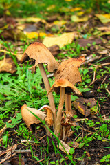 mushrooms in the meadow (forest, edible or inedible species of mushroom) concept. food background. copy space. Top view