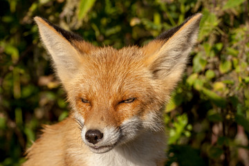 red fox