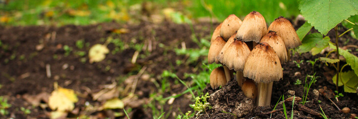 mushrooms in the meadow (forest, edible or inedible species of mushroom) concept. food background. copy space. Top view