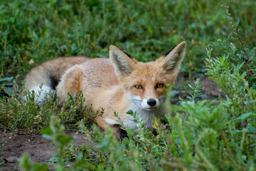 red fox