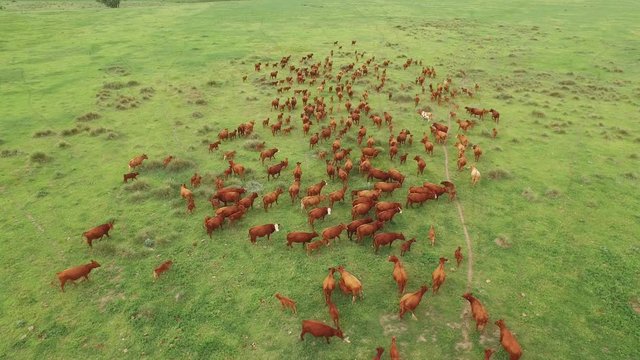 Herd of livestock in Colorado farmland, aerial