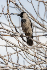 Mature hooded crow sitting on tree