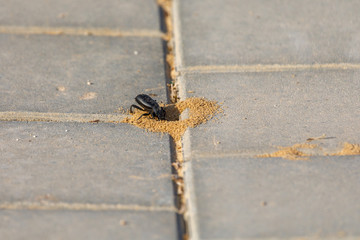 Big black bug in the anthill