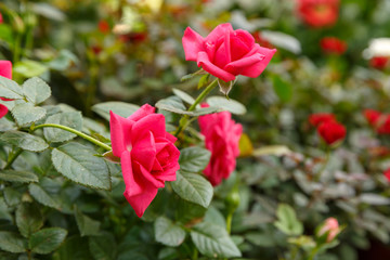 Bright red ripe rose