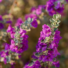 Obraz premium Flowered bush of Texas sage