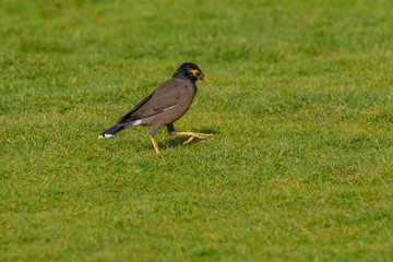 Mynah walking in a grass