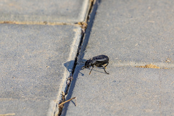 Big black beetle