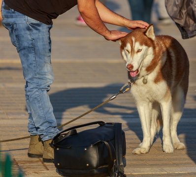 A man in the street stroking a brown husky