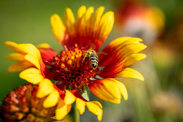 Autumn flower with a bee in the park. 