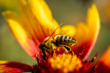 Autumn flower with a bee in the park. 