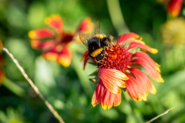 Autumn flower with a bee in the park. 