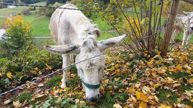 Esel mit treuherzigen Blick frisst Laub