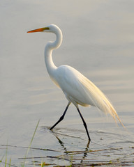 Great Egret in wading into the water during the golden hour.   Closeup.