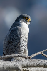 Portrait of a Peregrine Falcon perched on a branch.