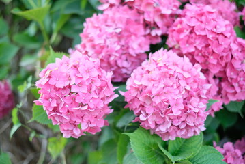 pink Hortensia flowers bush