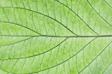 Naklejka na ściany i meble Green leaf veins texture. Natural enviroment vibrant pattern background.