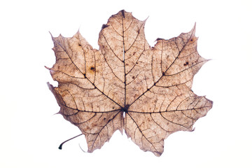 Autumn brown maple leaf isolated on white in studio.
