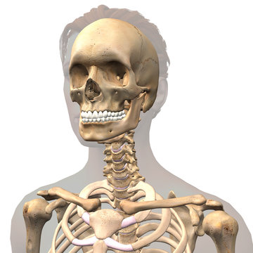 Skull and Cervical Spine Frontal View on White Background