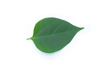 Green leaf isolated on white background