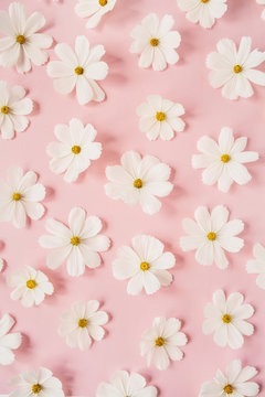 A beautiful pattern with white chamomile, daisies flowers on pale pink background. Floral texture or print. Holiday, wedding, birthday, anniversary concept.  Flat lay, top view.