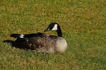 goose on grass