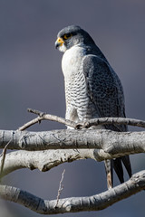 Peregrine Falcon perched on a branch against a blue sky.