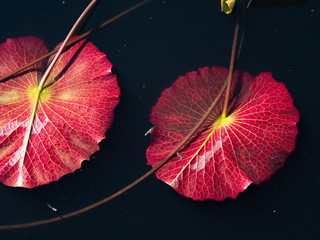 Nymphaea Scarlet Flame Lily Pad Leaves