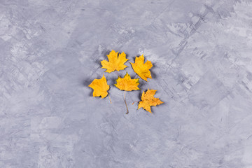 Maple leaves on grey concrete background.