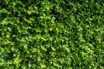 Fototapeta na wymiar green leaves nature background