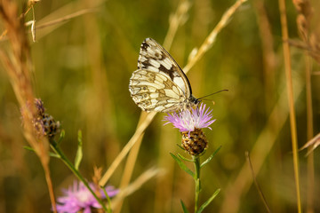 Schachbrett (Melanargia galathea)