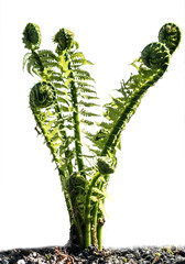 Young plant growing fern isolated on white background. Selective focus. © vladk213