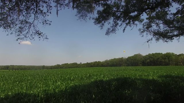 Pan left, crop duster flies low over corn field in Georgia