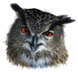  owl looks into the camera