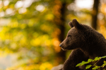 Fototapeta premium portrait d'ours 