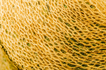 Seamless tree bark texture. Endless wooden background for work