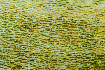 Seamless tree bark texture. Endless wooden background for work