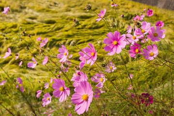 Obraz premium Cosmos flowers in autumn field, Kurokawa Onsen, Japan