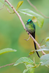 Long-tailed Sylph - Aglaiocercus kingi, beautiful long tailed hummingbird from cloudy forest of Andeans slopes, Guango Lodge, Ecuador, South America.
