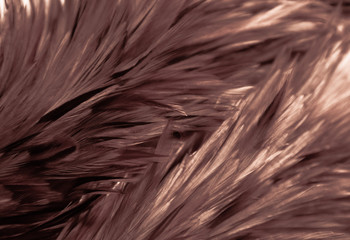 Beautiful abstract white gray and orange yellow brown feathers on dark background and colorful soft brown white feather texture on white pattern