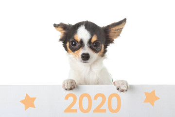 Young Chihuahua holding a 2020 card