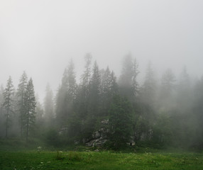 Panoramic summer view of pine forest in the fog, area near Dachstein Mountains, Upper Austria, Austria