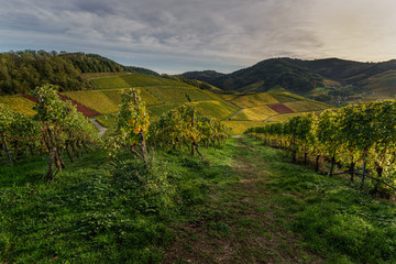 Fototapeta na wymiar Vineyard in Durbach Germany in the BlackForest Mountains during sunset at golden hour 