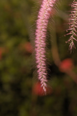 Pink grass flowers blooming in winter, close-up shot