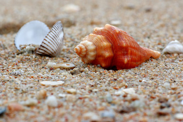 Shells on the sand in summer