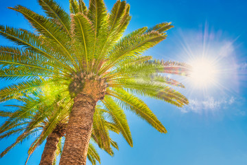 Fototapeta na wymiar Lush palm trees on bright sun and blue sky background