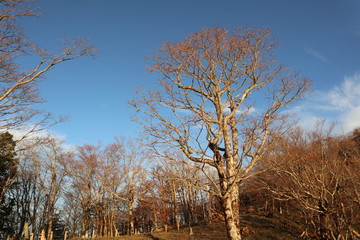 大台ケ原　日出ヶ岳からの雲海