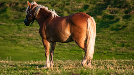 Beautiful horse at the famous Seiser Alm, South Tyrol, Italy